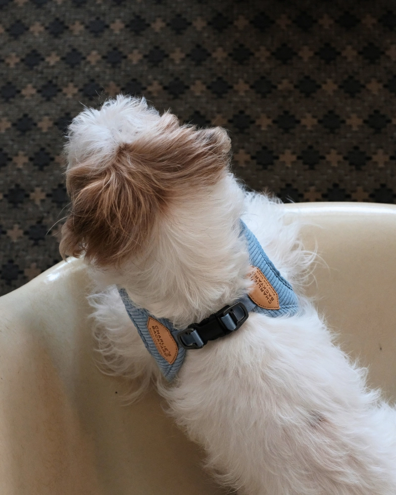 "Roy" Corduroy Buckle Up Easy Dog Harness in Baby Blue