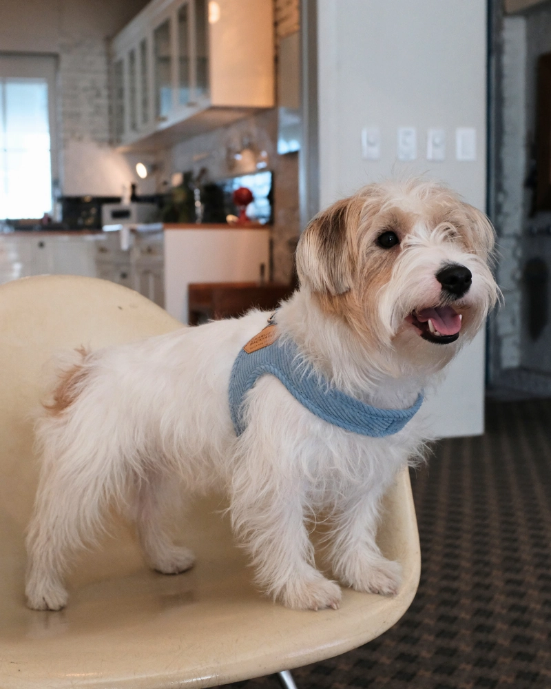 "Roy" Corduroy Buckle Up Easy Dog Harness in Baby Blue