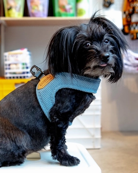 "Roy" Corduroy Buckle Up Easy Dog Harness in Baby Blue