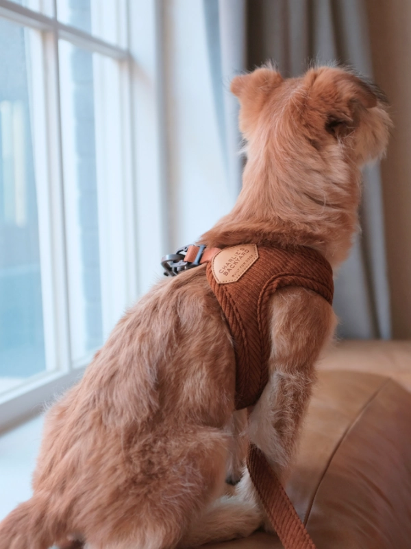 "Roy" Corduroy Buckle Up Easy Dog Harness in Caramel