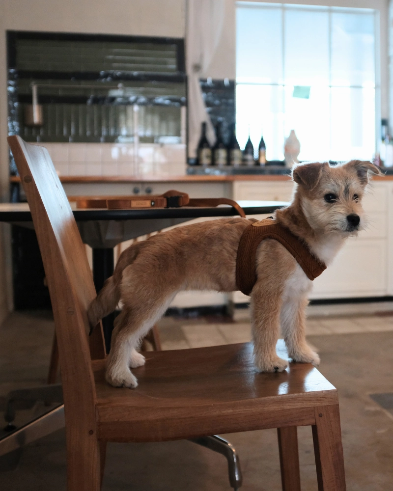 "Roy" Corduroy Buckle Up Easy Dog Harness in Caramel