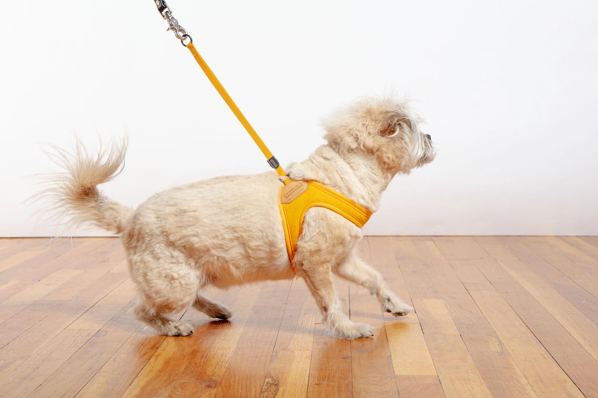 Adjustable Easy Dog Harness in Yellow (Dog & Co. X Charlie's Backyard Exclusive)