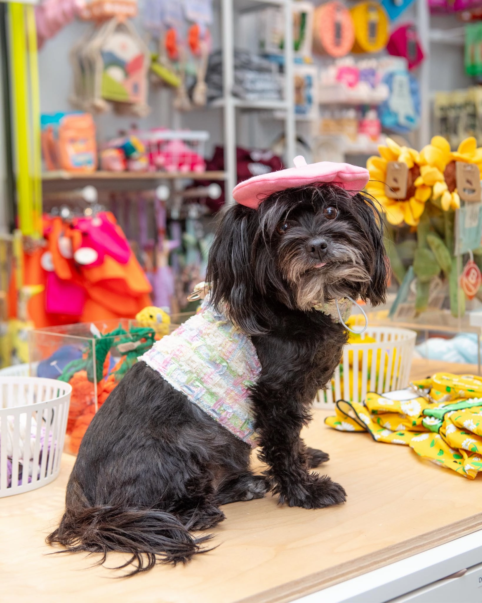 Annabella Dog Harness (Made in the USA)