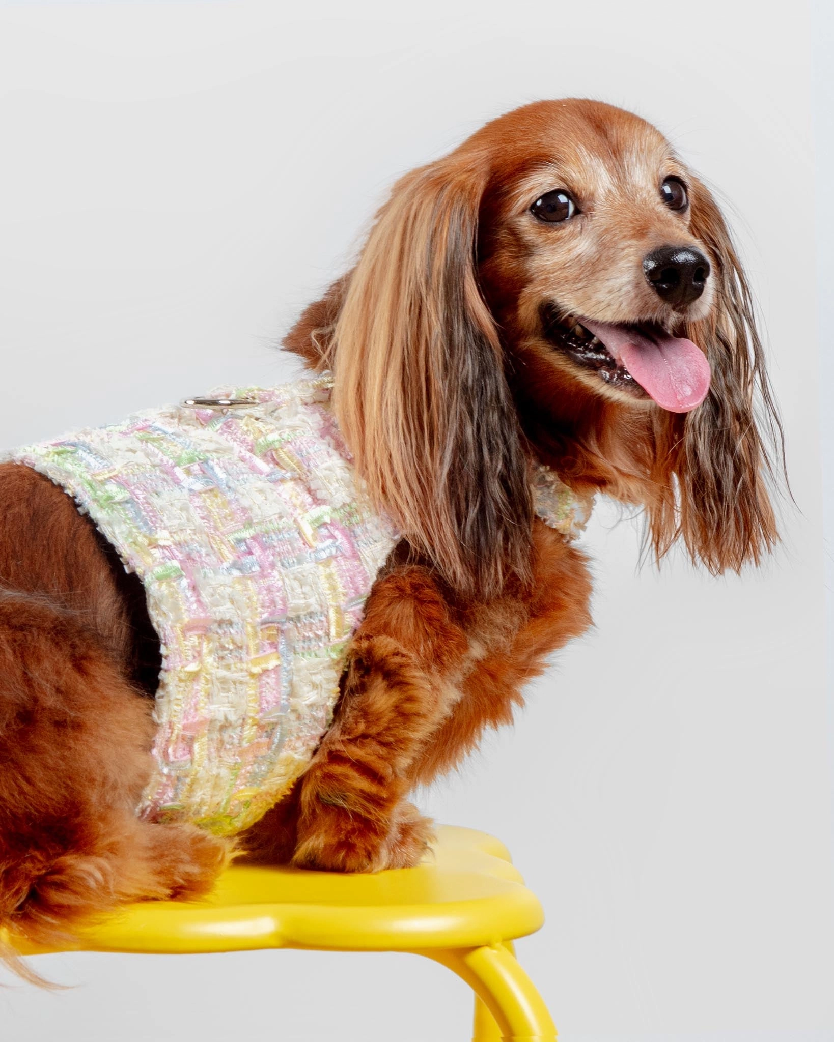 Annabella Dog Harness (Made in the USA)