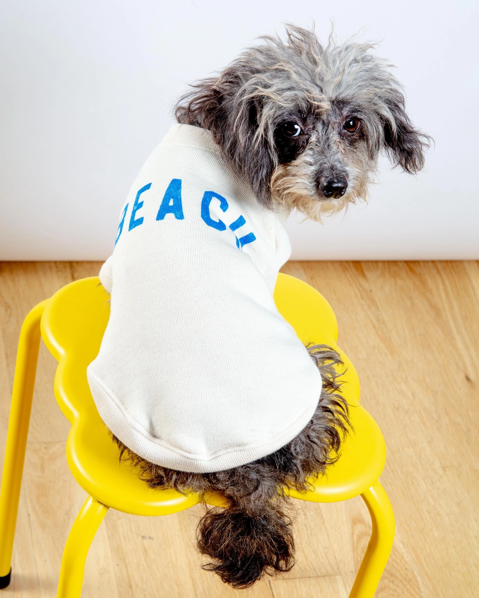 BEACH Dog Sweatshirt