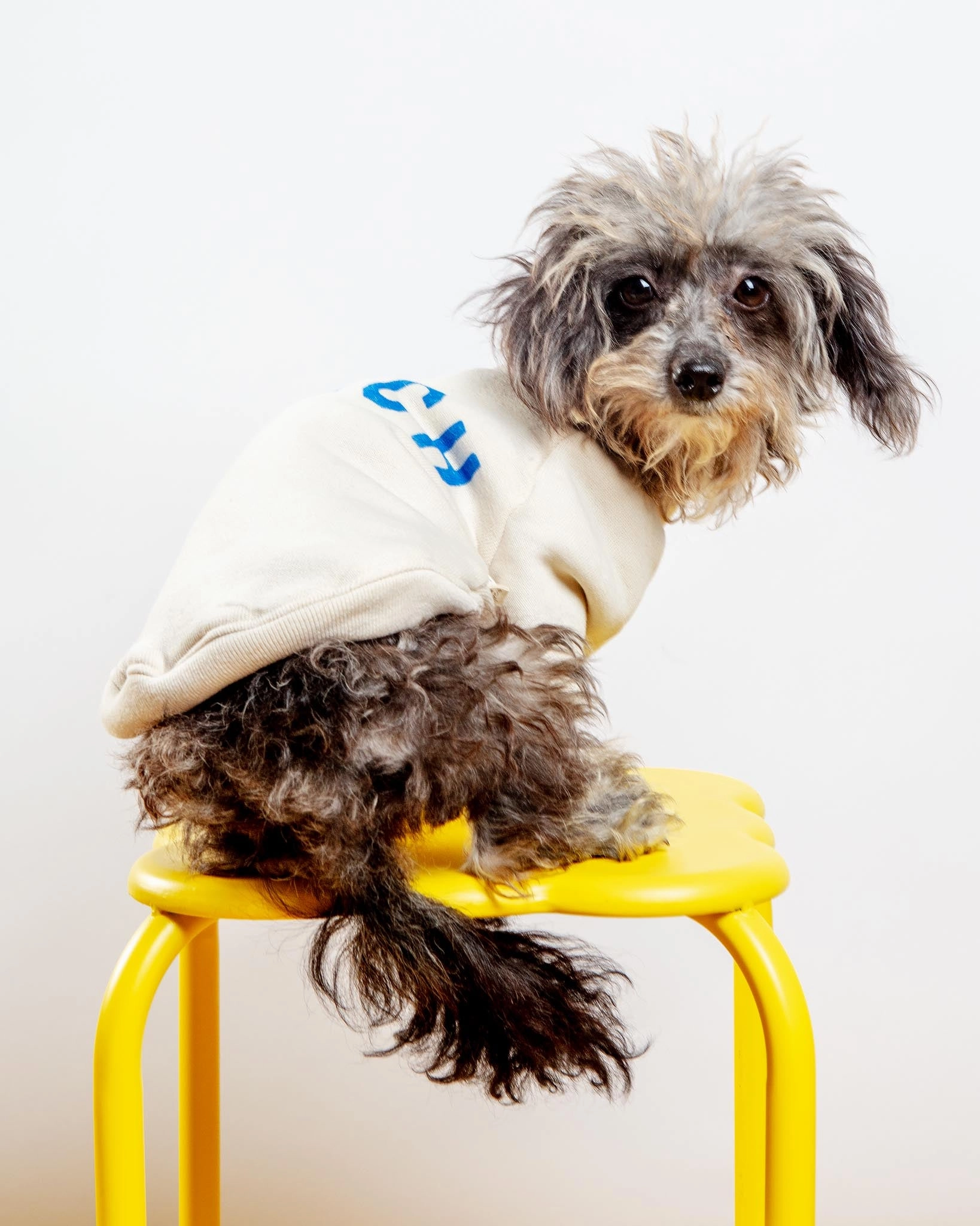 BEACH Dog Sweatshirt