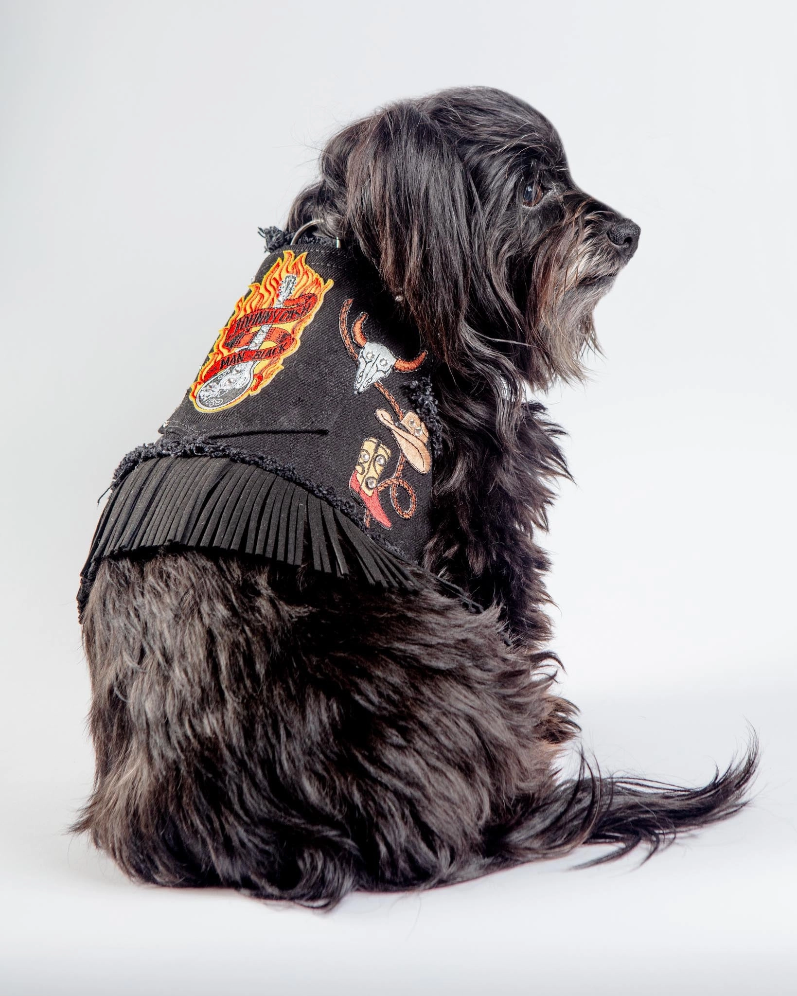 Black Denim Cowboy Dog Harness (Made in the USA) (FINAL SALE)