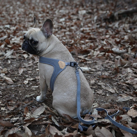 Buckle Up Easy Dog Harness in Gray