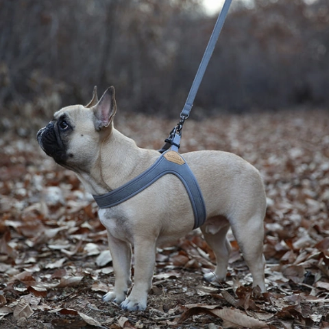 Buckle Up Easy Dog Harness in Gray