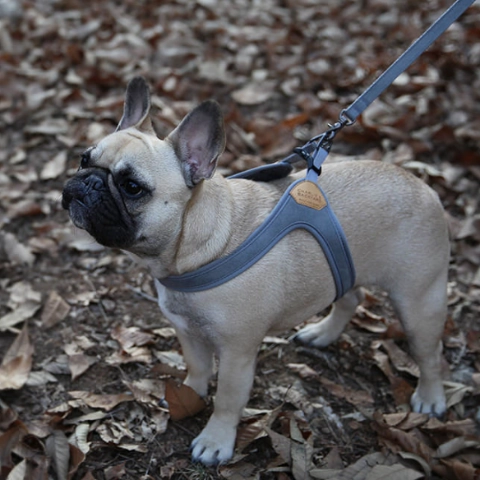 Buckle Up Easy Dog Harness in Gray