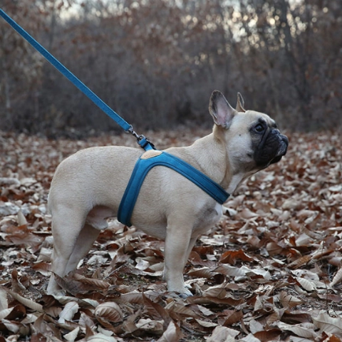 Buckle Up Easy Dog Harness in Teal