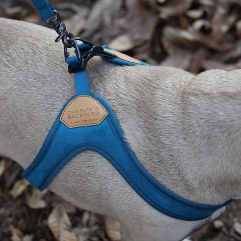 Buckle Up Easy Dog Harness in Teal