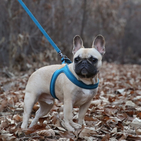 Buckle Up Easy Dog Harness in Teal