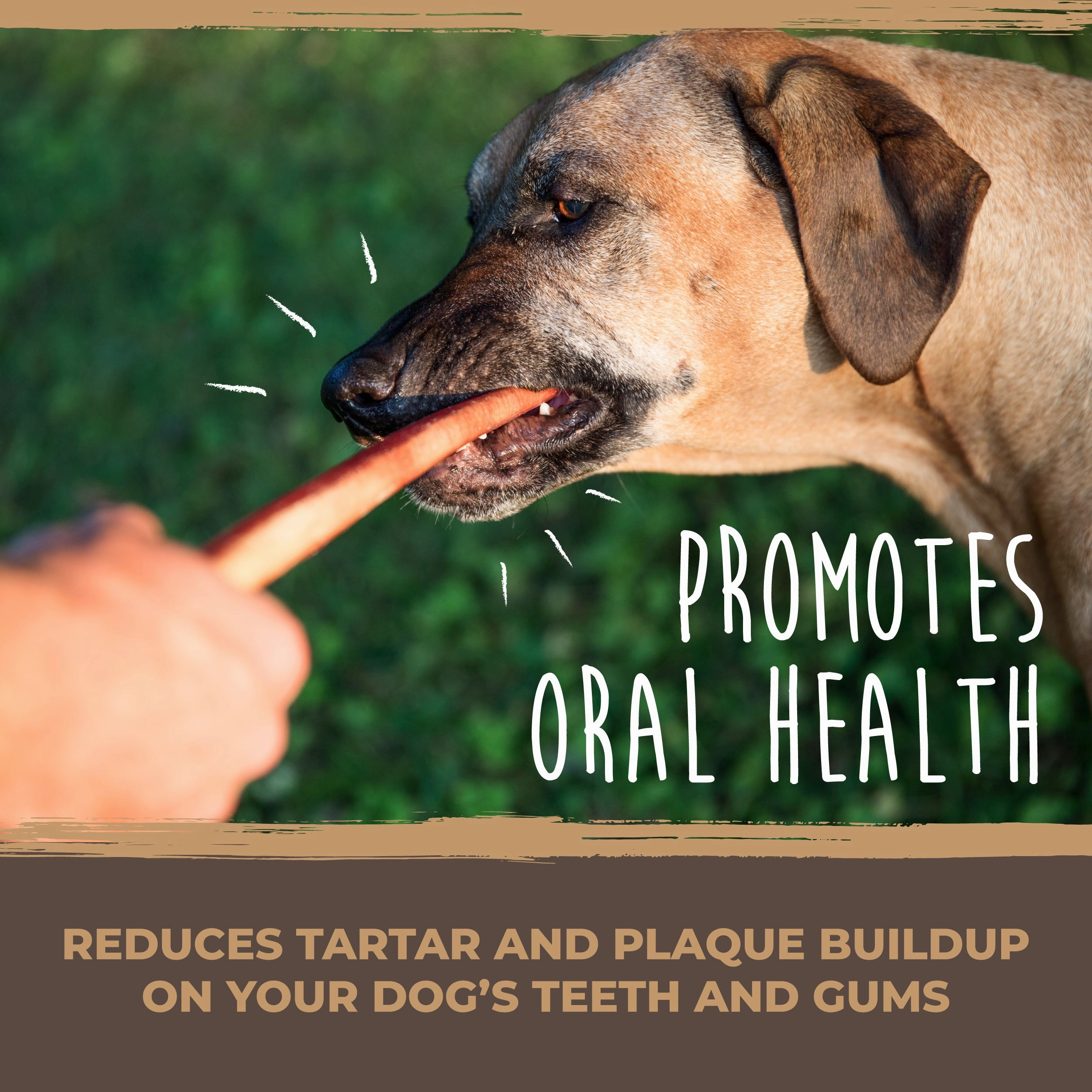 Bulk All-Natural Bully Sticks