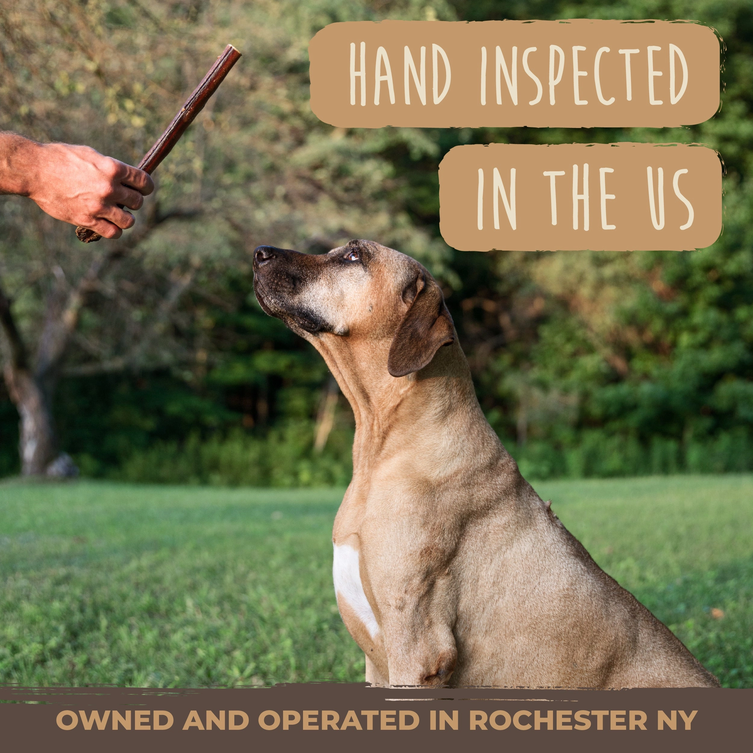 Bulk All-Natural Bully Sticks