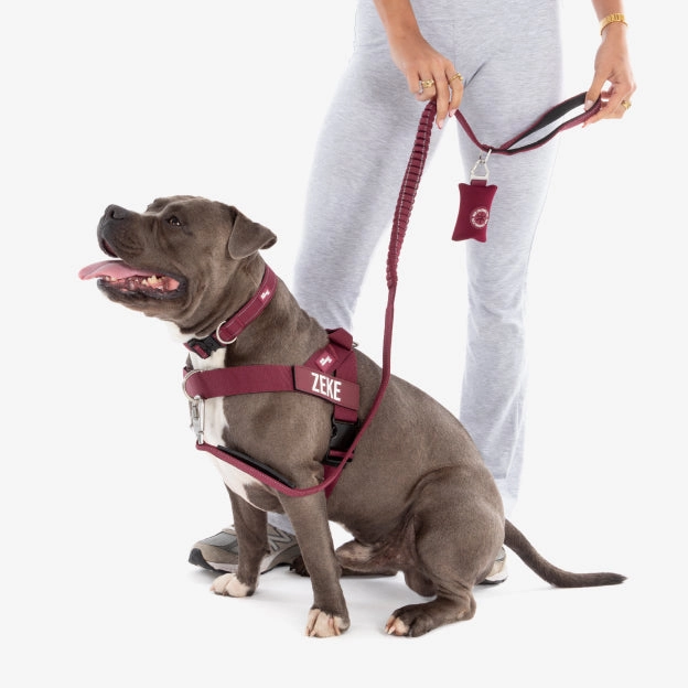 Bungee Dog Leash - Burgundy