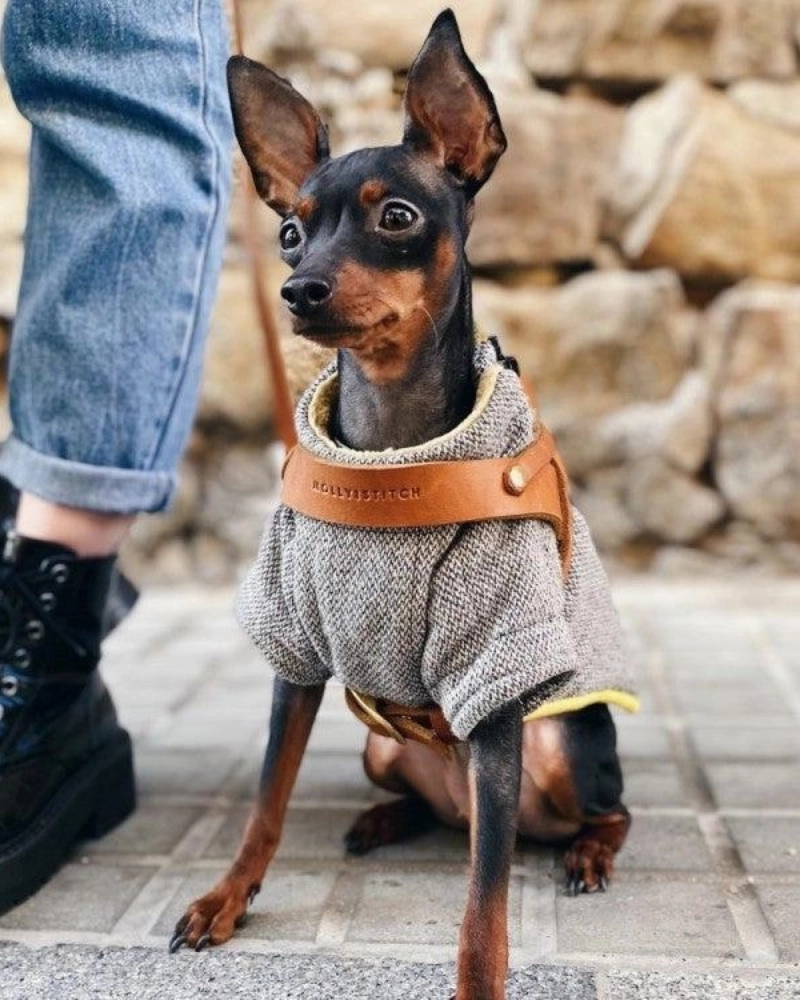Butter Leather Dog Harness in Sahara Cognac (Made in Austria)