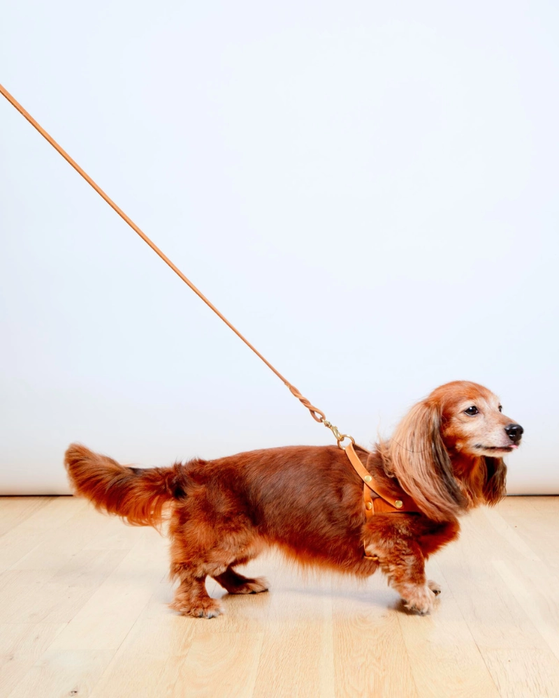 Butter Leather Dog Harness in Sahara Cognac (Made in Austria)