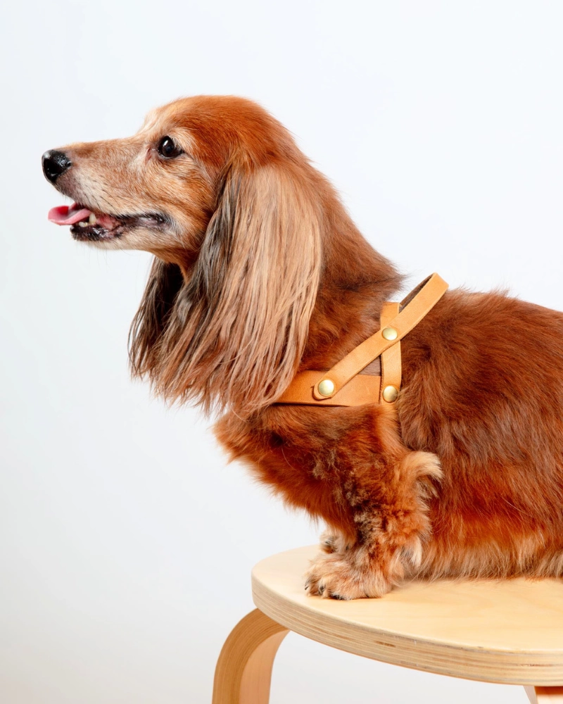 Butter Leather Dog Harness in Sahara Cognac (Made in Austria)