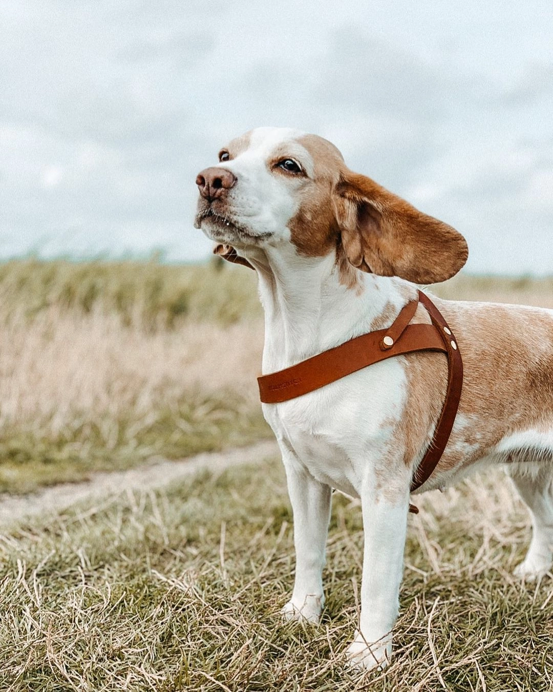 Butter Leather Dog Harness in Sahara Cognac (Made in Austria)
