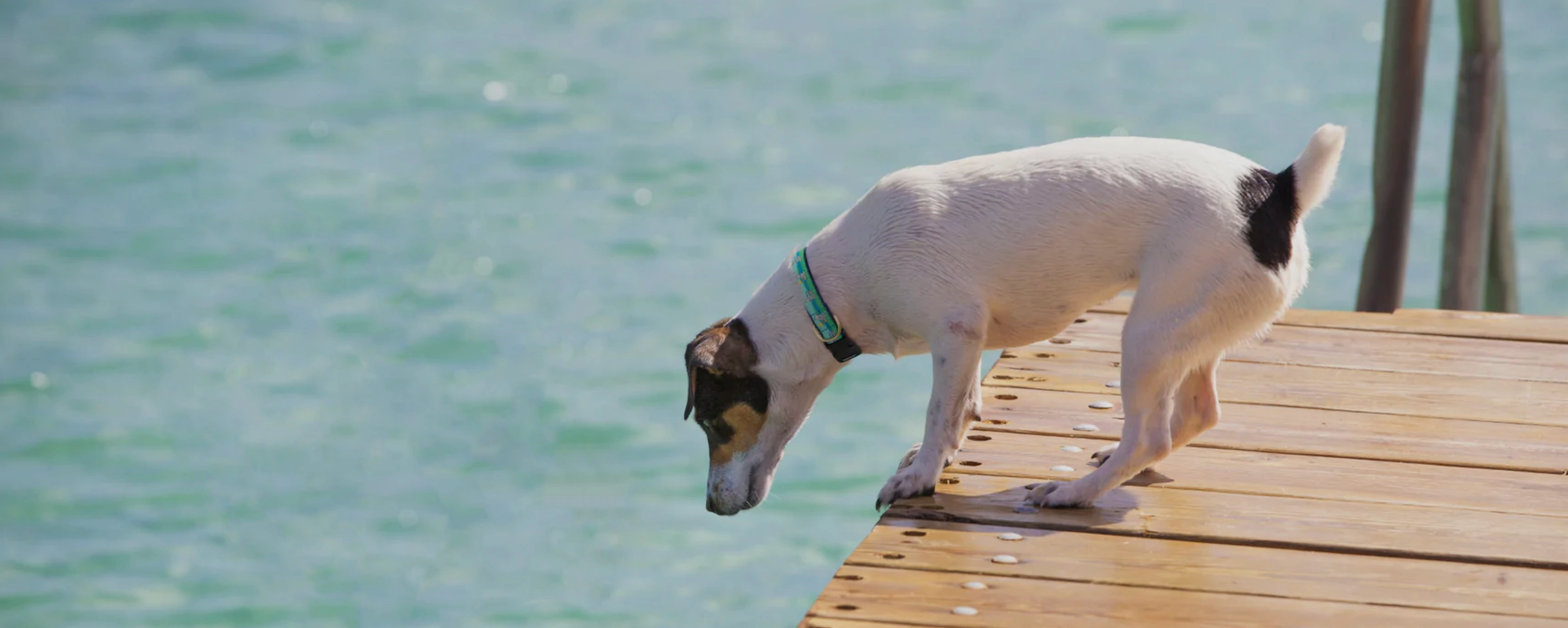 Collar | Lake Time