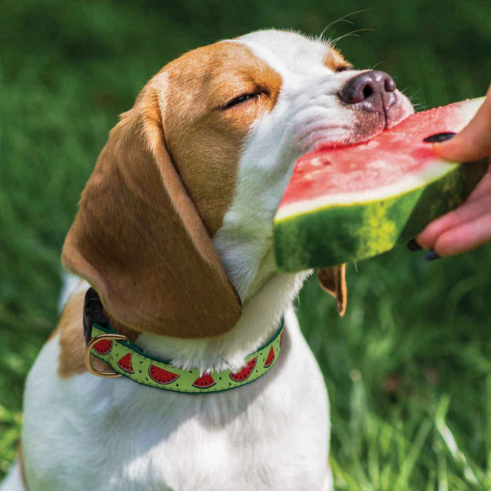 Collar | One In A Melon