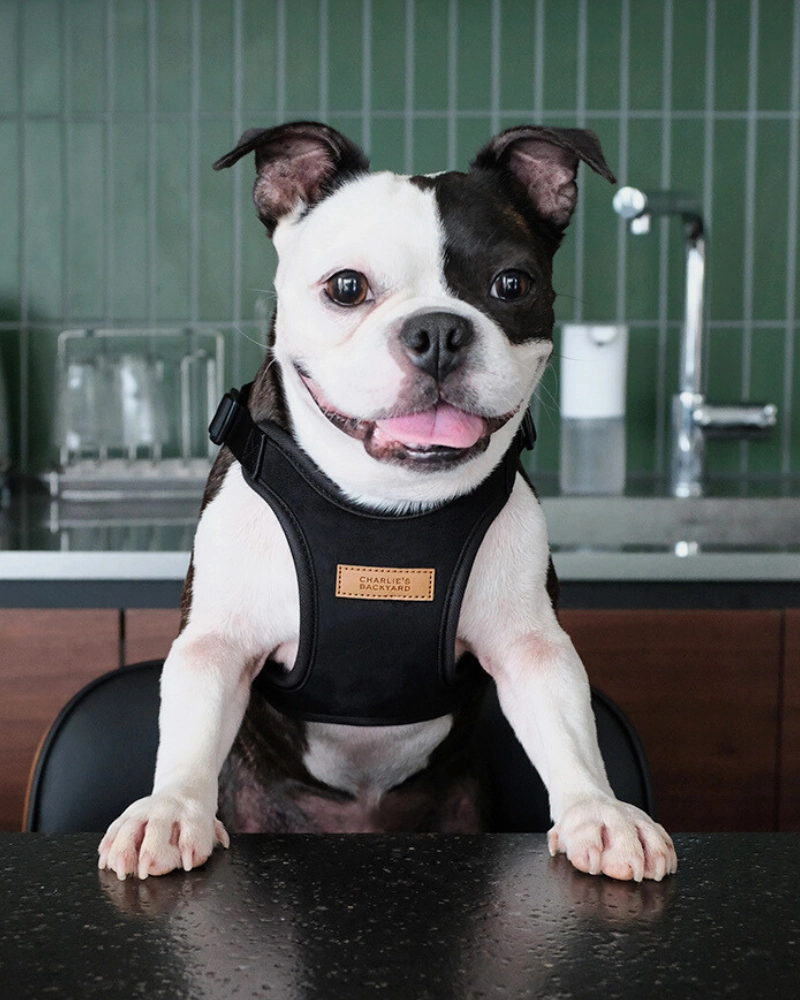 Comfort Dog Harness in Black
