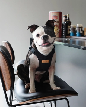 Comfort Dog Harness in Black