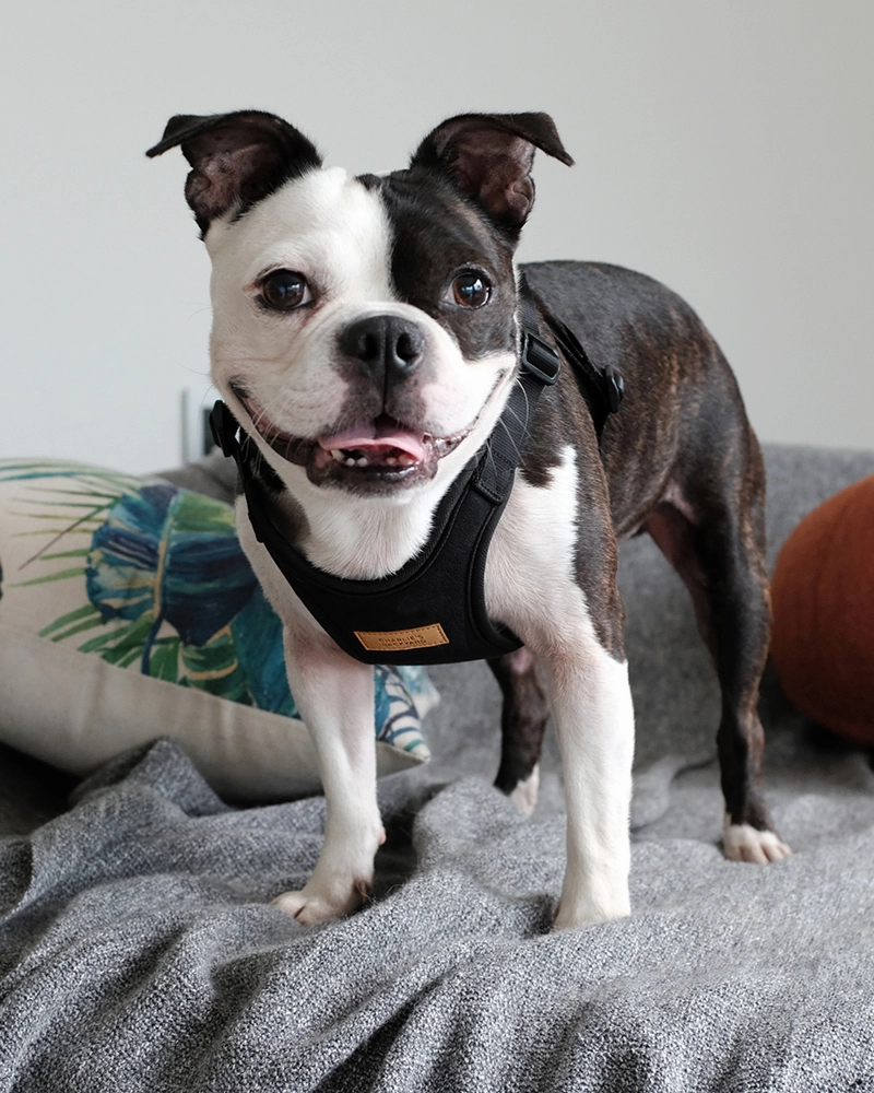 Comfort Dog Harness in Black