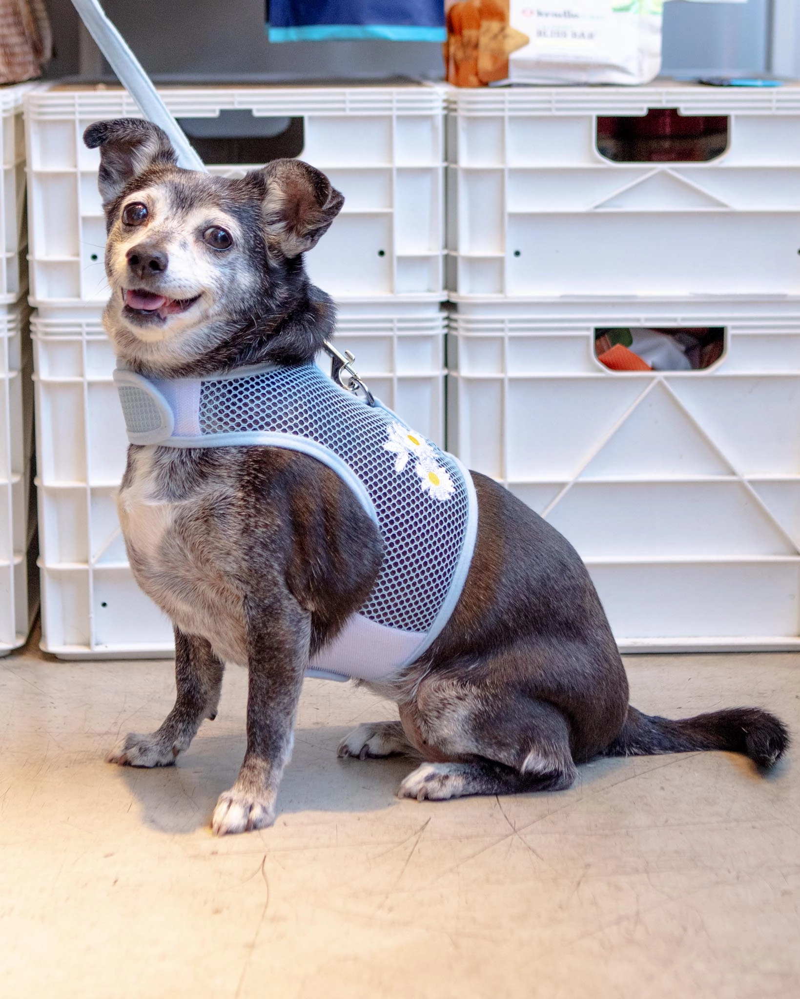 Cool Mesh Dog Harness in Daisy