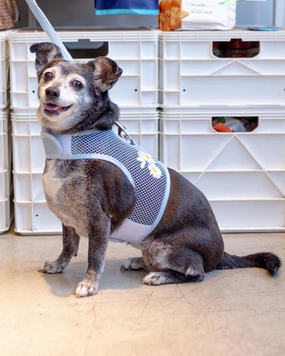 Cool Mesh Dog Harness in Daisy