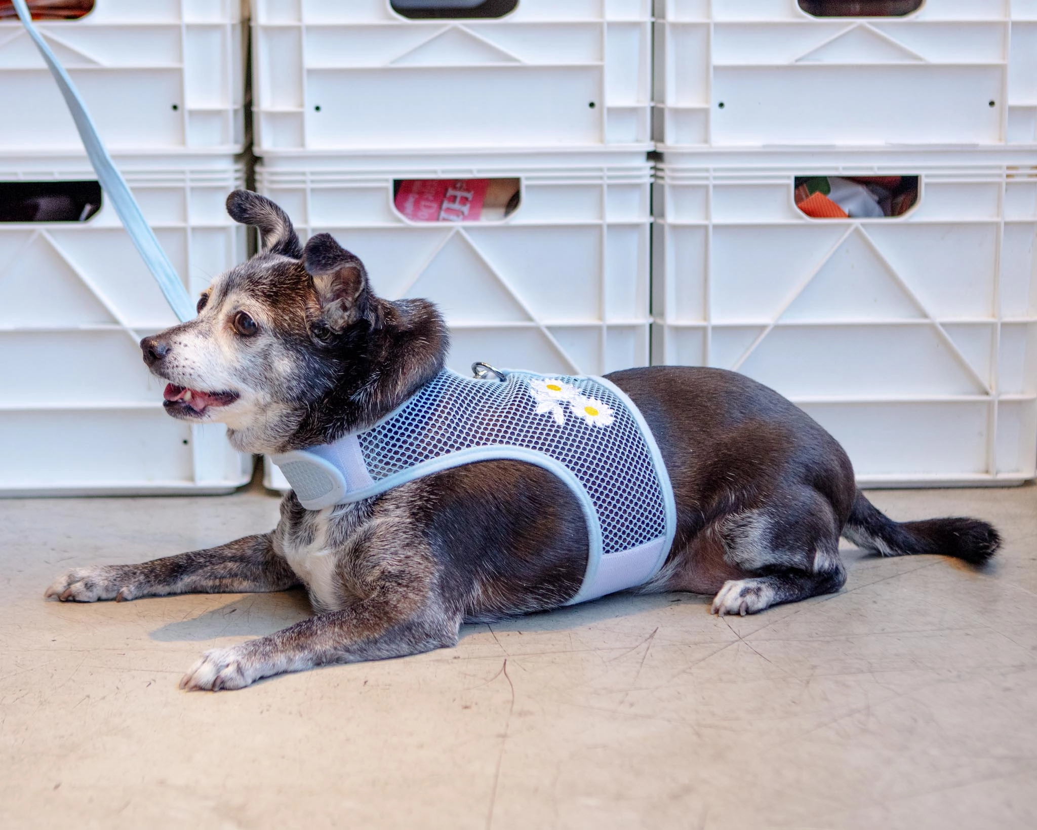 Cool Mesh Dog Harness in Daisy