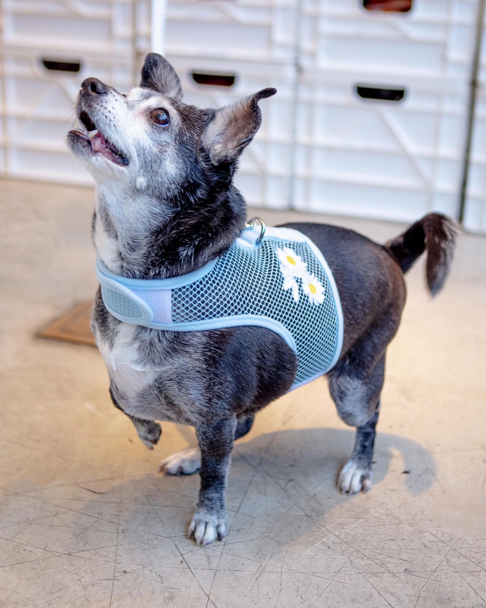 Cool Mesh Dog Harness in Daisy
