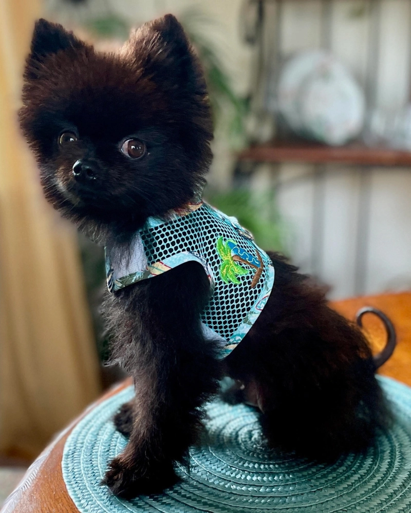 Cool Mesh Dog Harness in Surfs Up