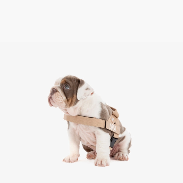 Dog Harness - Brown