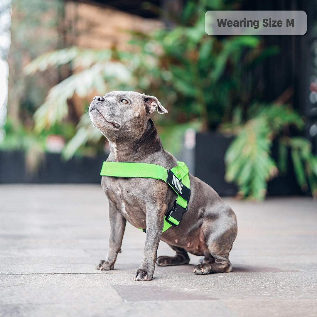 Dog Harness - Neon Green