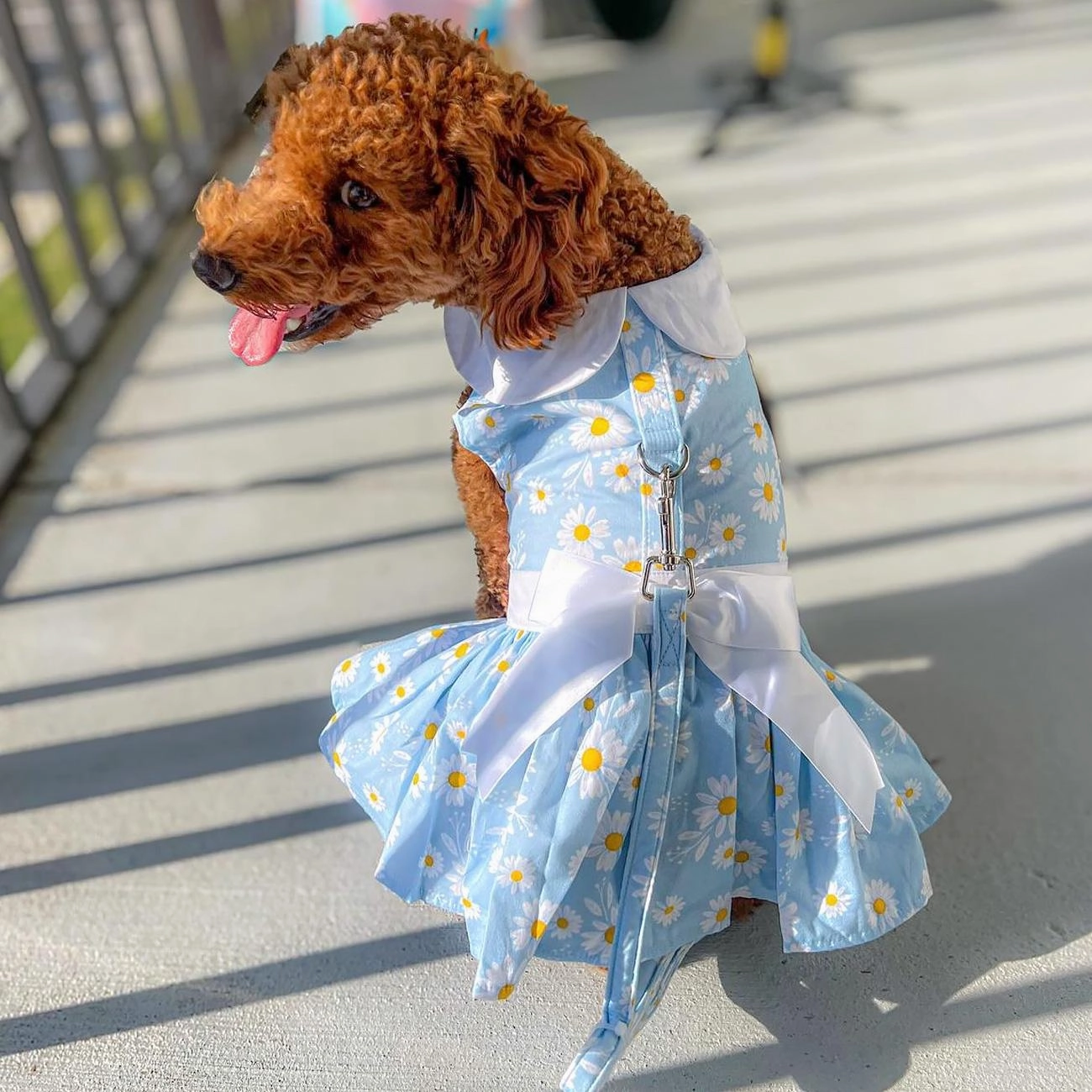 Dress | Blue Daisy