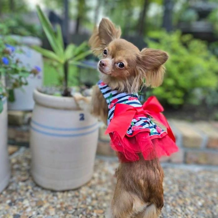 Dress | Cherry Stripes