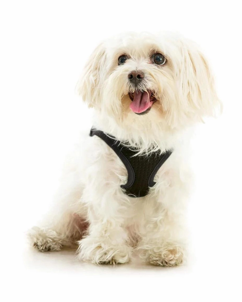 Escape-Free Easy Fit Plus Dog Harness