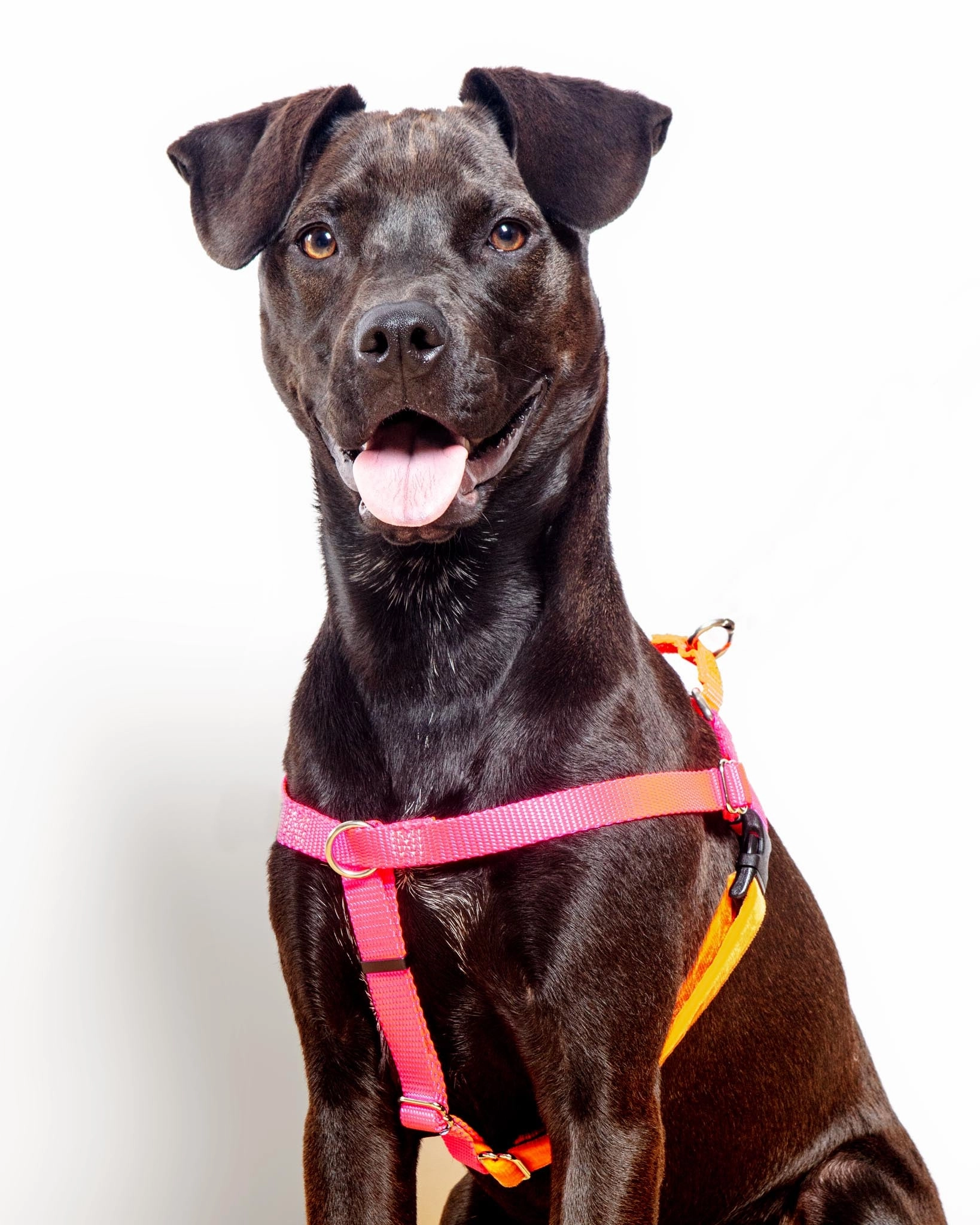 Freedom No-Pull Harness in Neon Pink & Orange (Made in the USA)