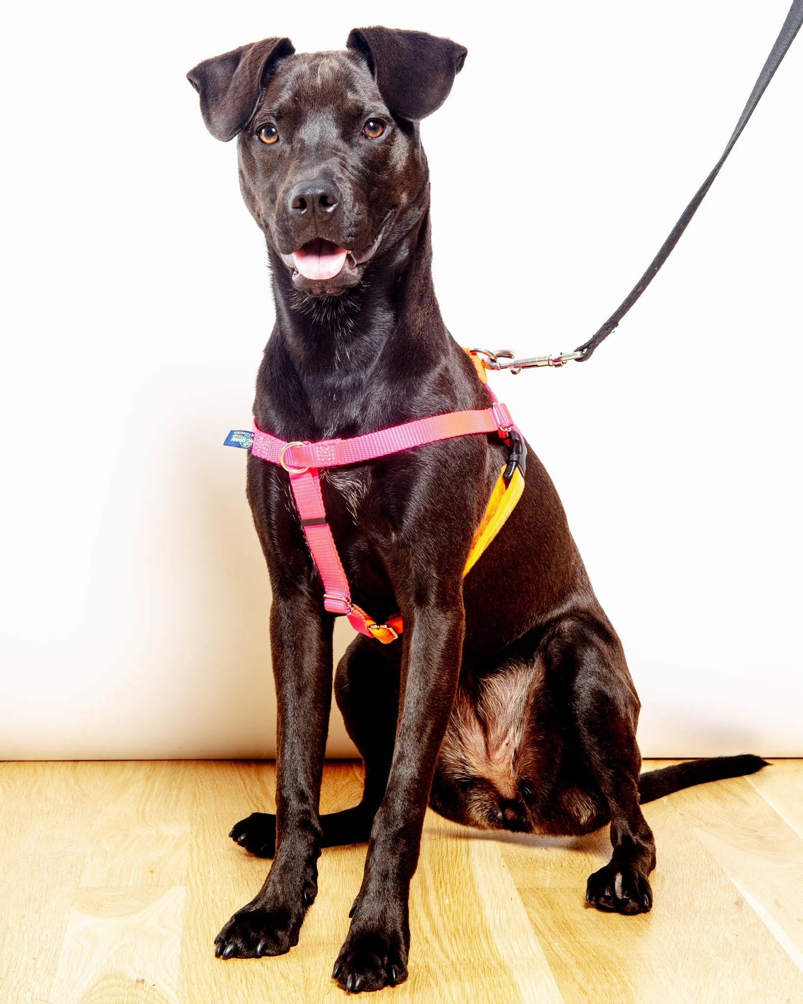 Freedom No-Pull Harness in Neon Pink & Orange (Made in the USA)