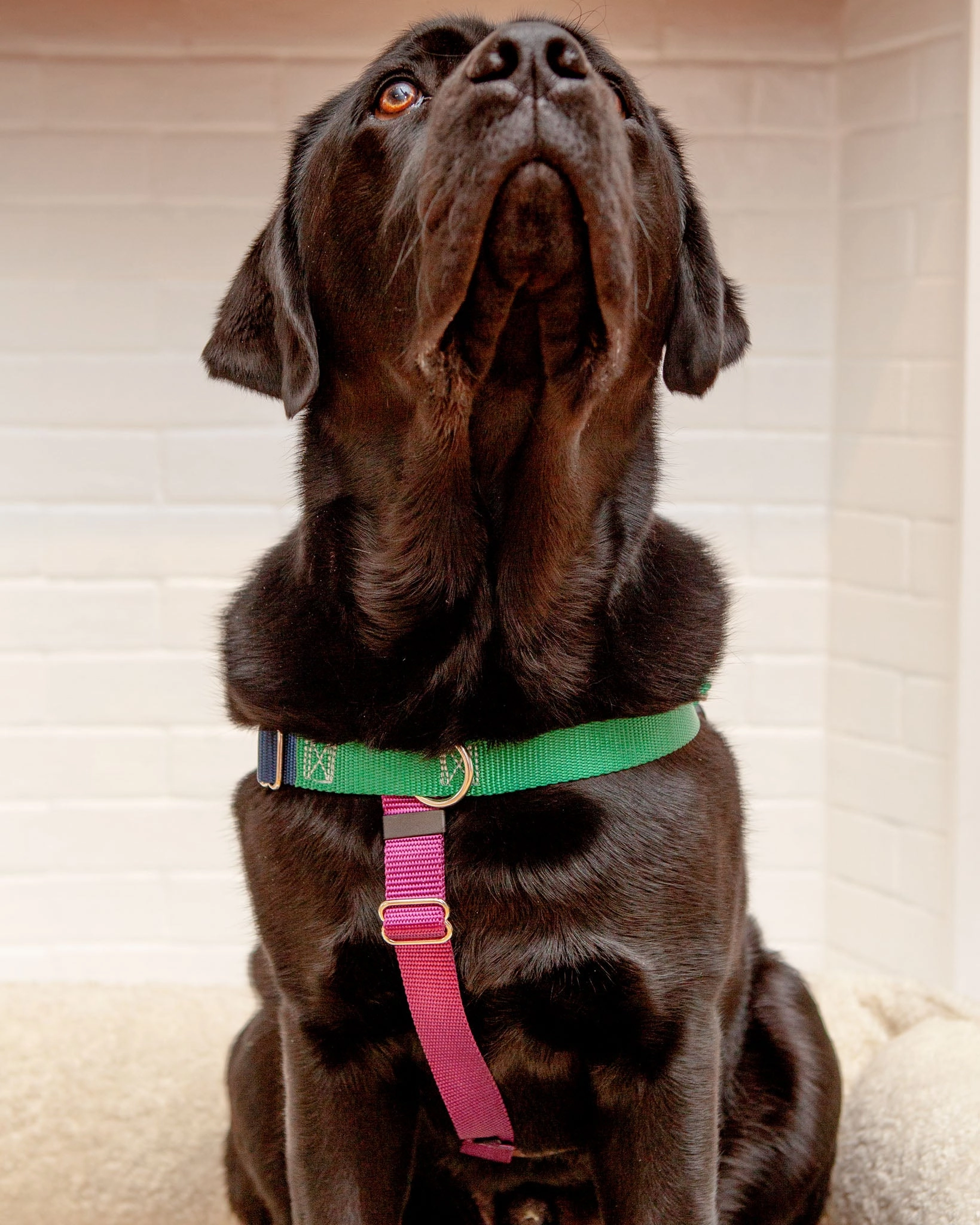 Freedom No-Pull Harness in Spice (Made in the USA)