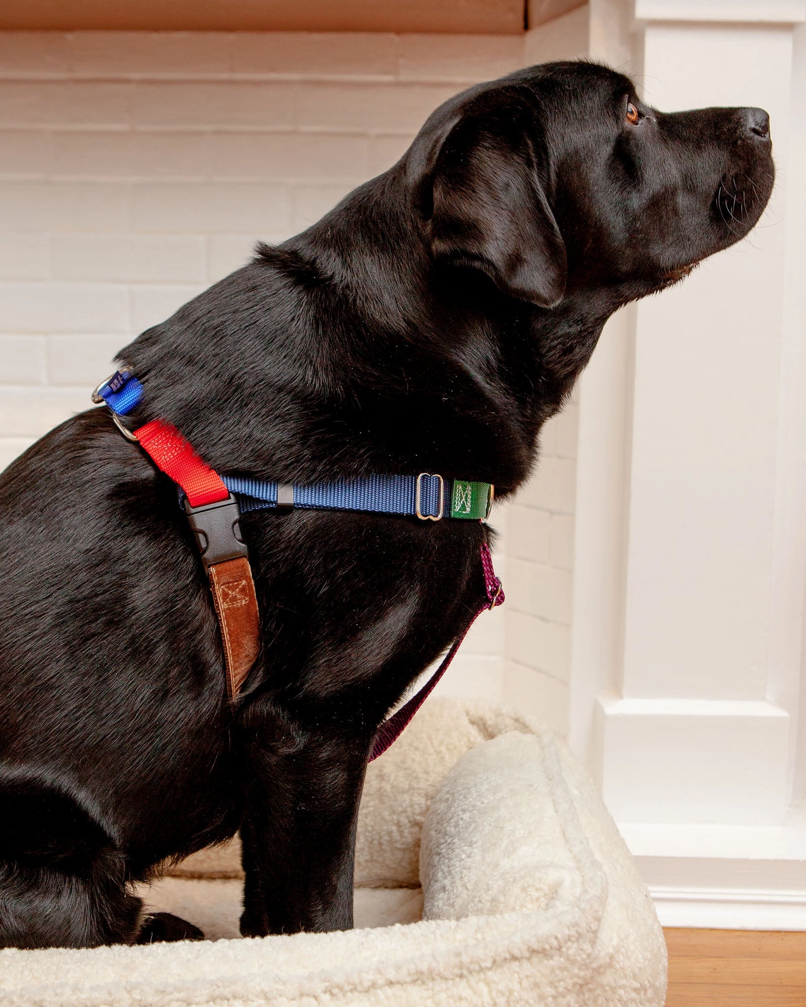 Freedom No-Pull Harness in Spice (Made in the USA)