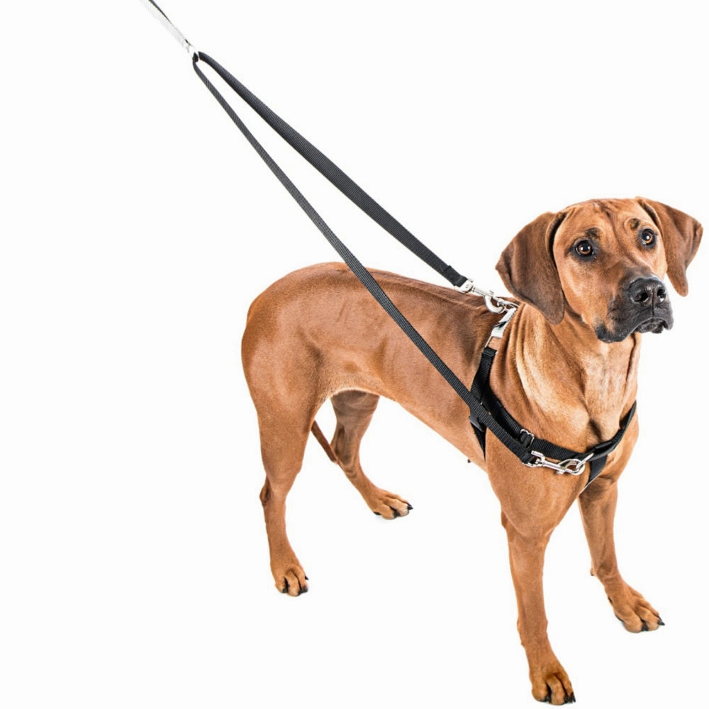 Freedom No-Pull Harness in Spice (Made in the USA)