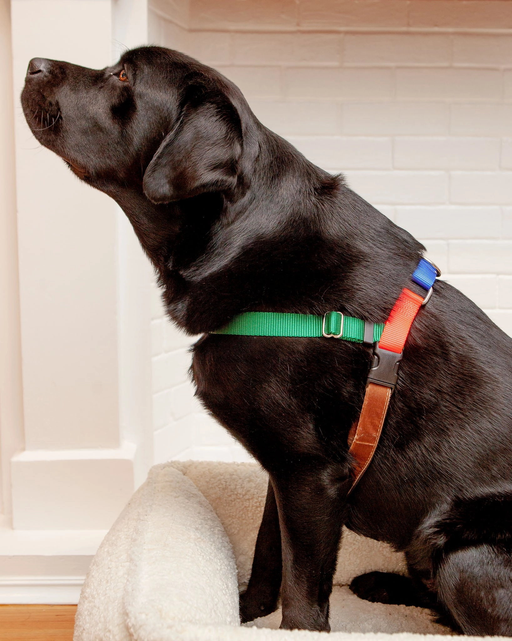 Freedom No-Pull Harness in Spice (Made in the USA)