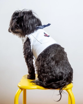 Hamptons Denim Dog Harness (Made in the USA) (Dog & Co. Exclusive)