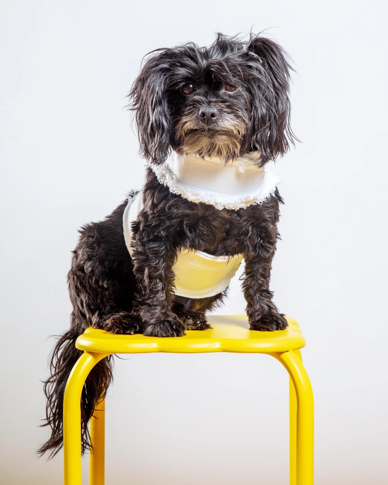 Hamptons Denim Dog Harness (Made in the USA) (Dog & Co. Exclusive)