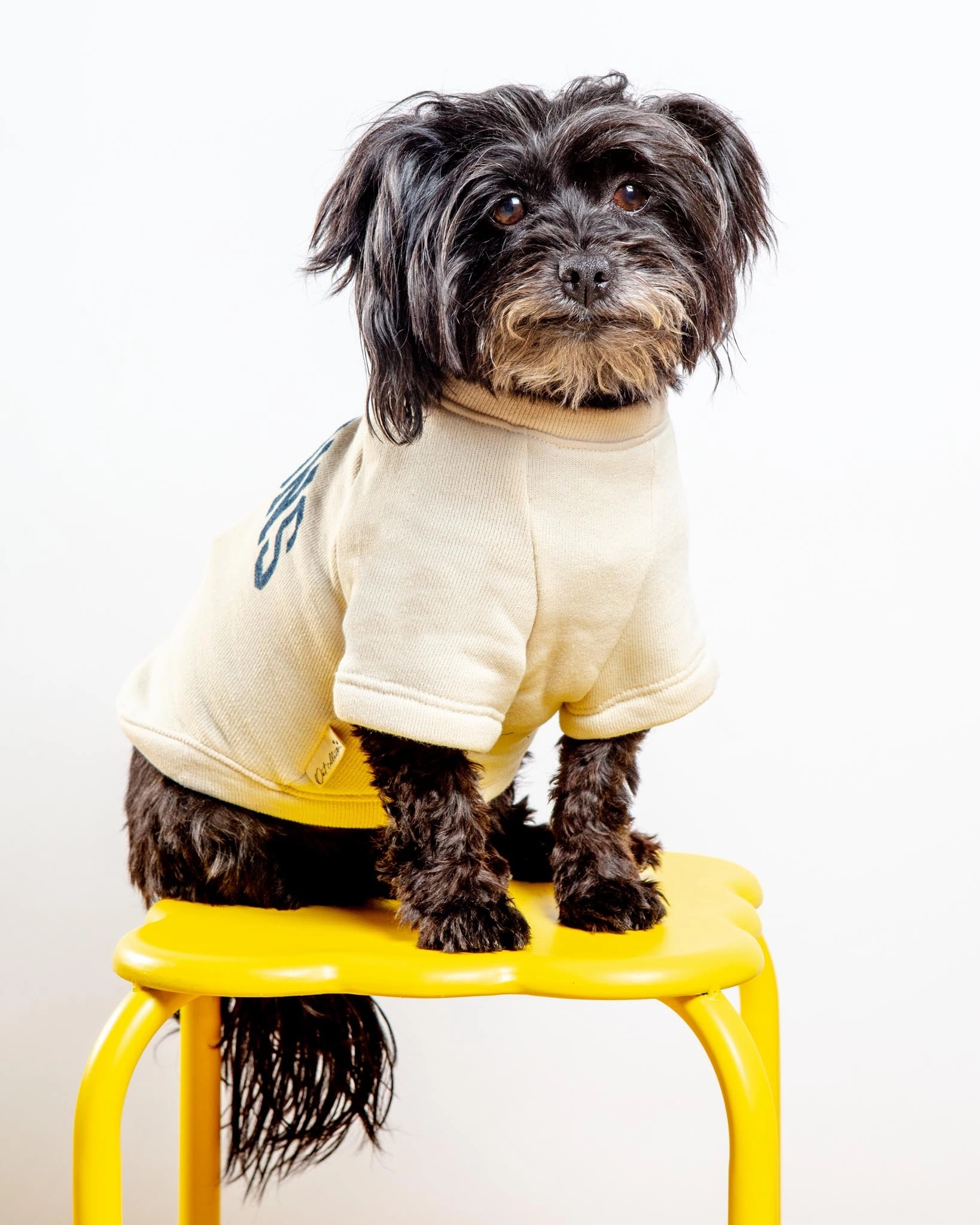 Hamptons Dog Sweatshirt in Oat