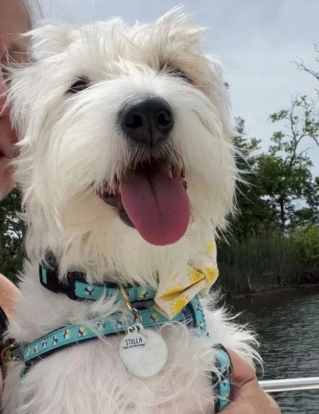 Harness | Beach Balls