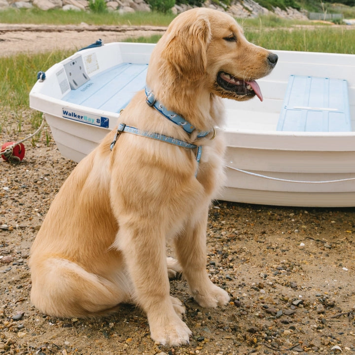 Harness | Gull Watch